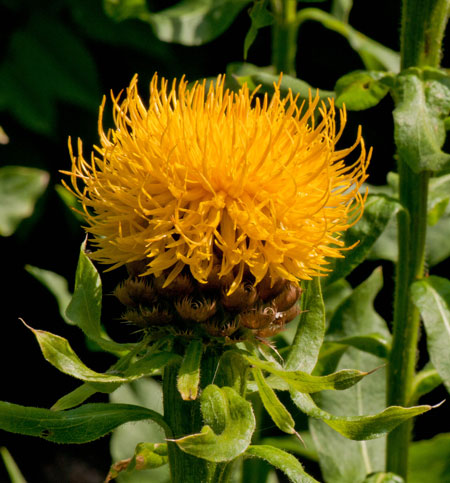 Centaurea macrocephala 01