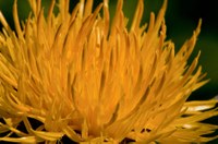 Centaurea macrocephala 02