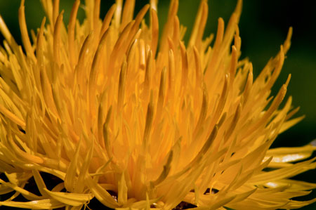 Centaurea macrocephala 02