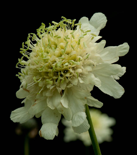 Cephalaria gigantea