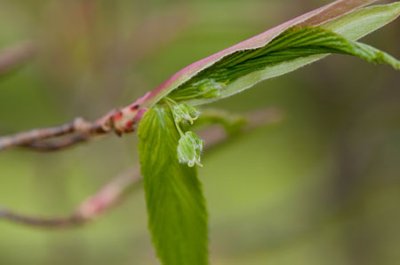 Acer carpinifolium 01