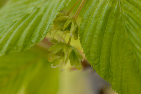 Acer carpinifolium 02
