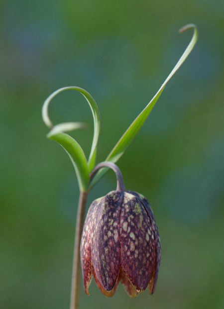 Fritillaria melaegris 03