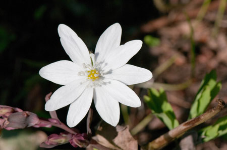 Hepatica transylvanica