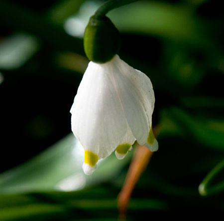 Leucojum vernum