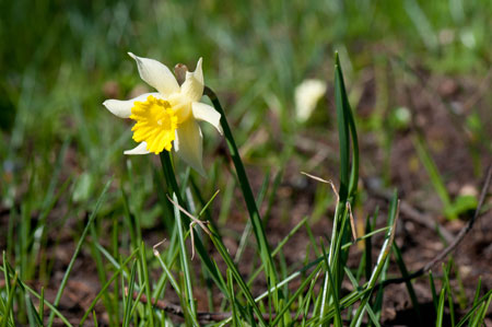 Narcissus sp.