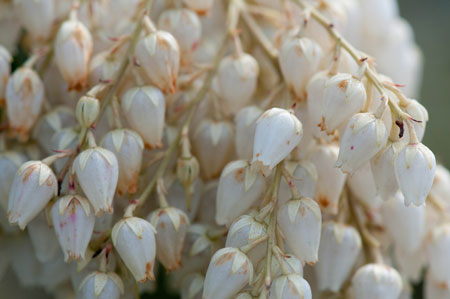 Pieris japonica 01