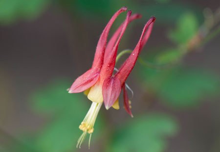 Aquilegia canadensis