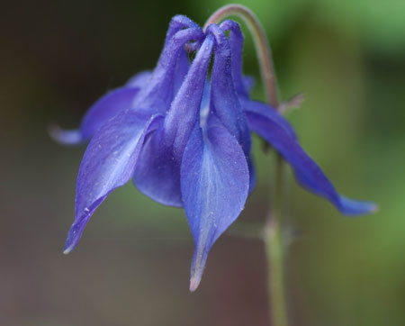 Aquilegia vulgaris