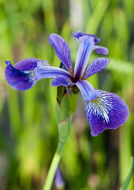 Iris versicolor