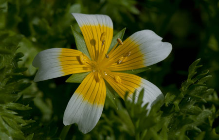 Limnanthes douglasii