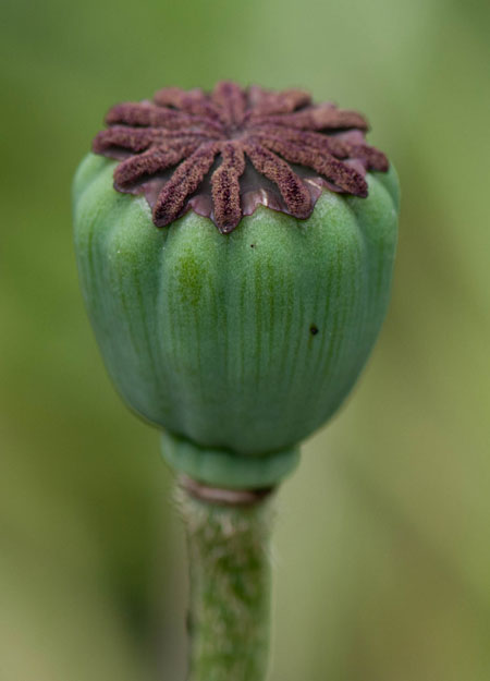 Papaver orientale Frucht 02