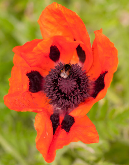 Papaver orientale 01