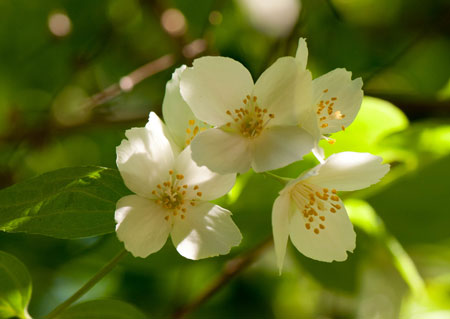 Philadelphus tomentosus