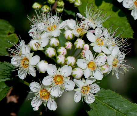 Physocarpus opulifolius