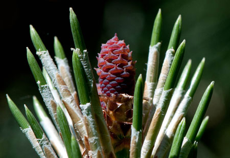 Pinus nigra