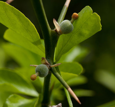 Poncirus trifolia 02