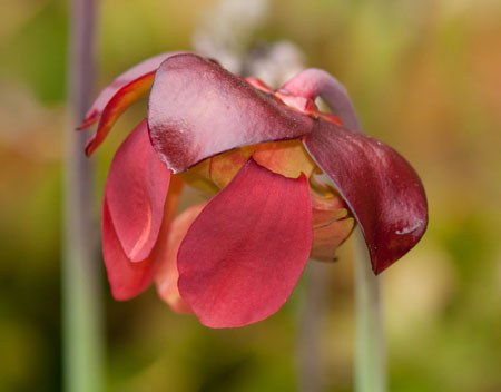 Sarracenia purpurea