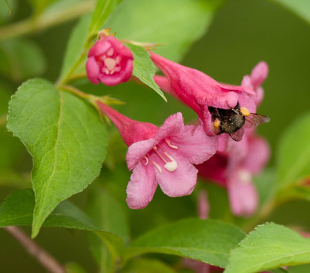 Weigelia x hybrida