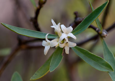 Daphne alpina