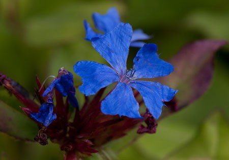 Ceratostigma plumbaginoides