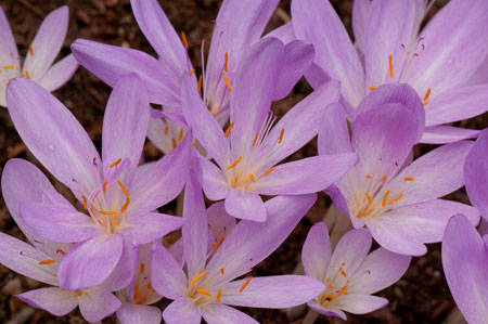 Colchicum autumnale