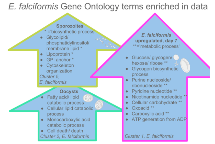 totta figure 2