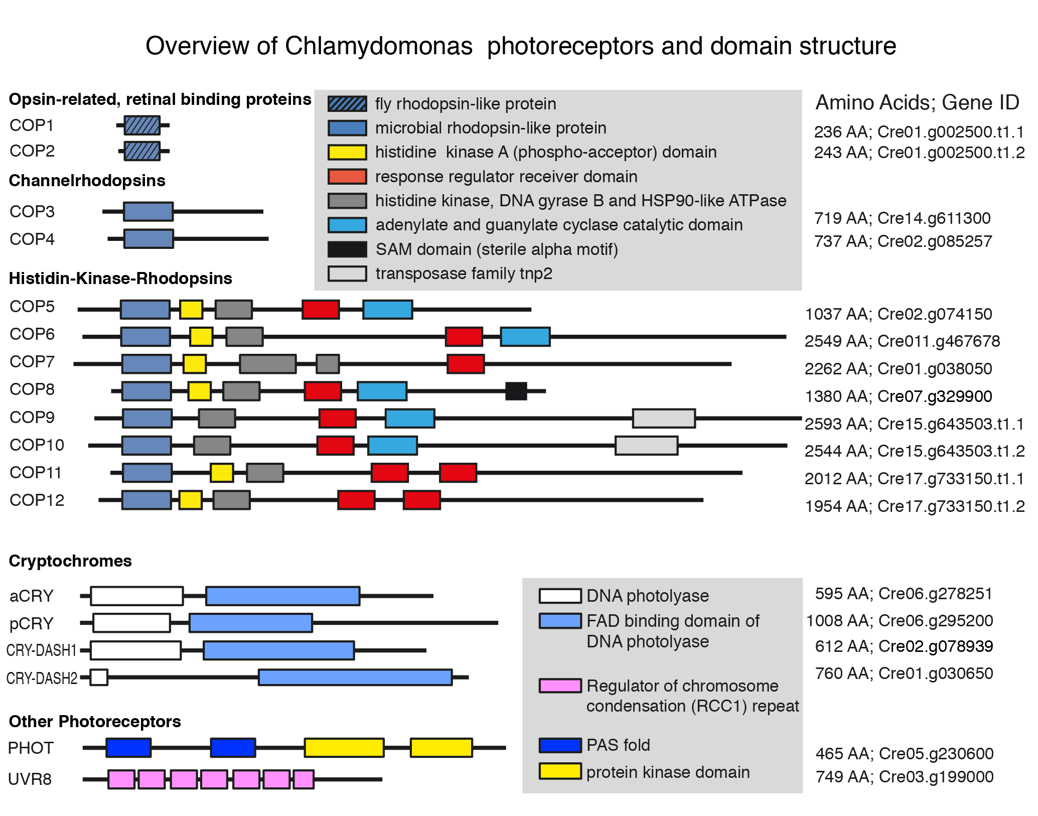 Figure 1   Overview Chlamydomonas hotoreceptors 01