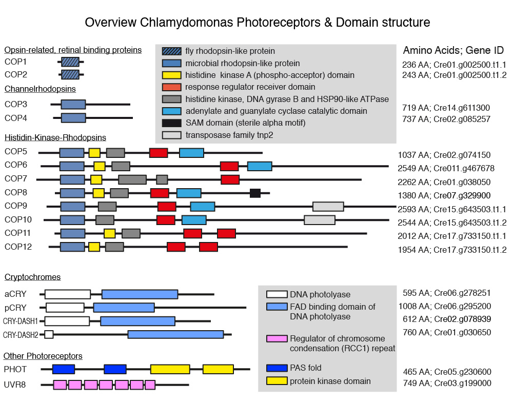 Overview chlamy