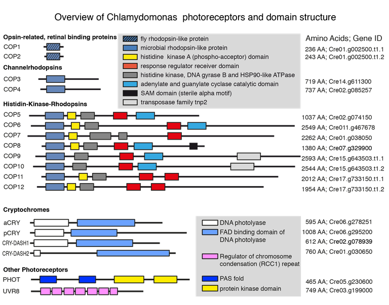 Figure 1   Overview Chlamydomonas hotoreceptors 01