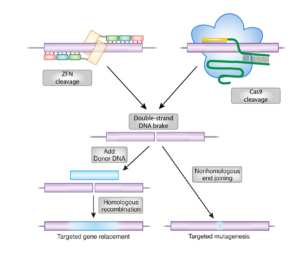 Target genome