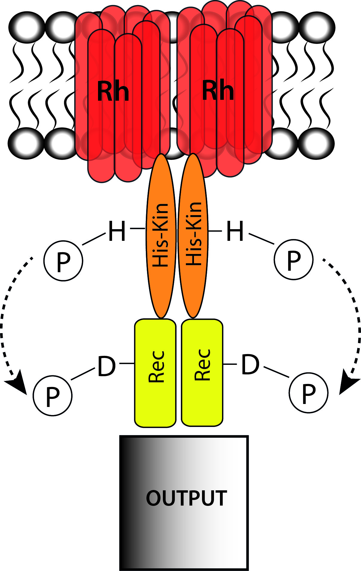 kinase