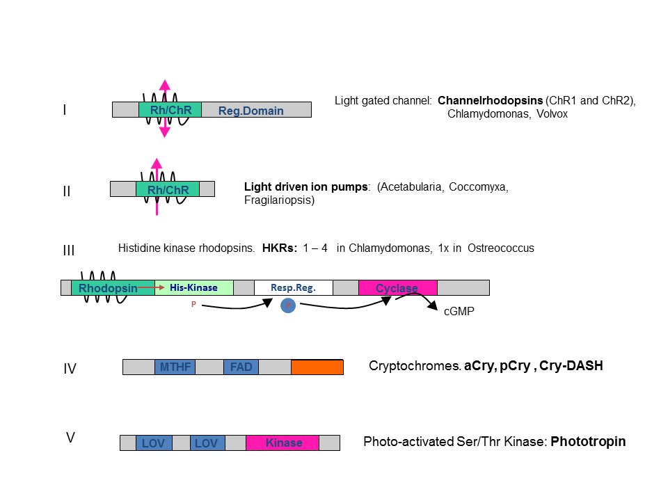 Photoreceptors