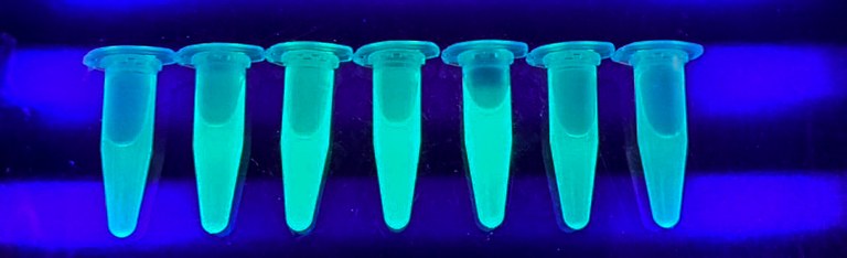 Phototropin