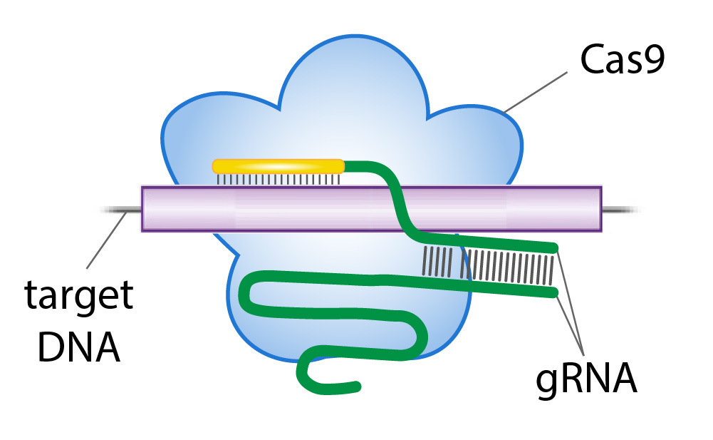 Cas9