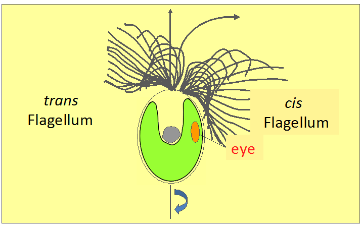 Flagella