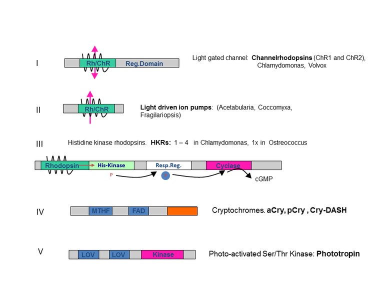 Photoreceptors