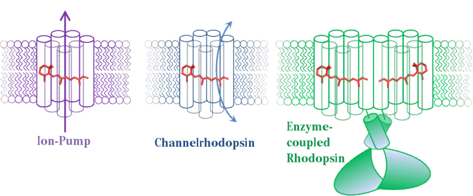 Rhodosin Crystal