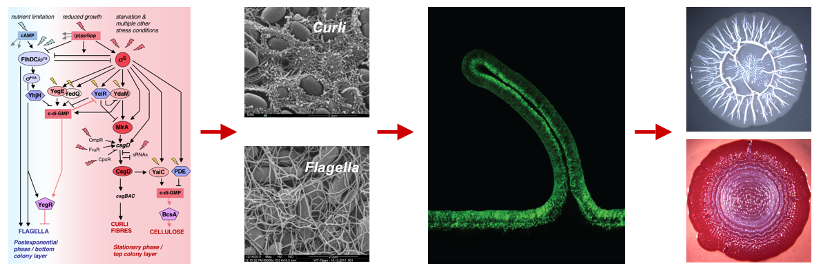 From biofilm genes to morphology