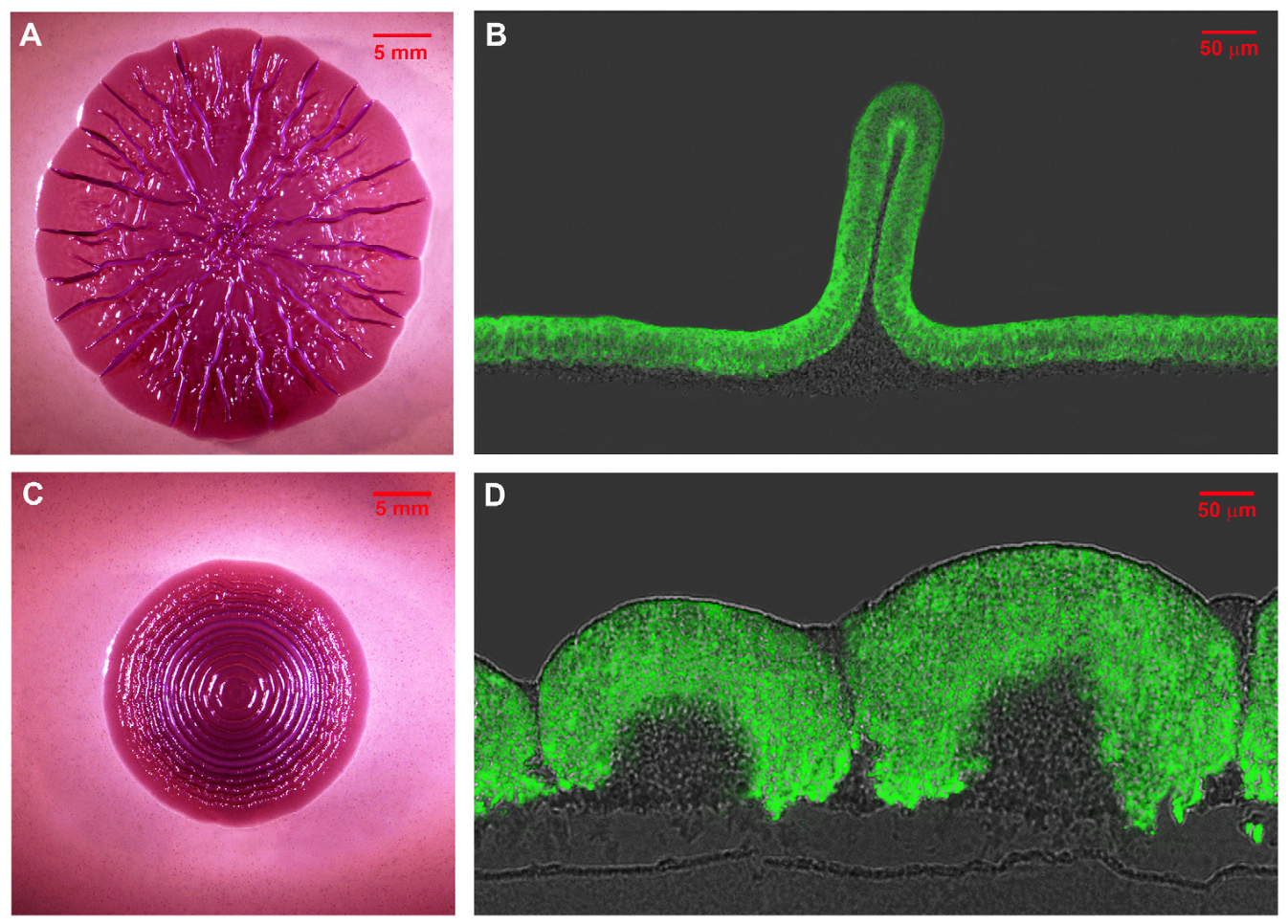 1.1. Macrocolonies & Cryosections.png