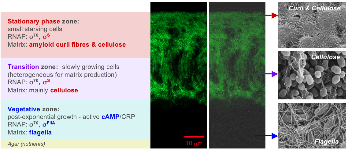 1.2. Layers of the biofilm.png