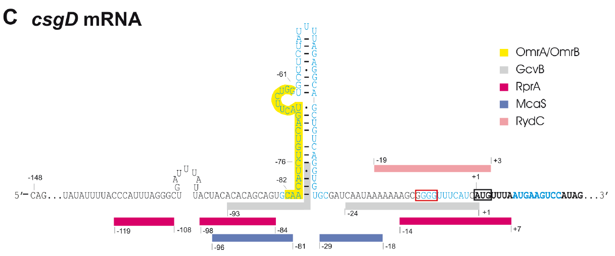 1.4. sRNAs & csgD mRNA.png