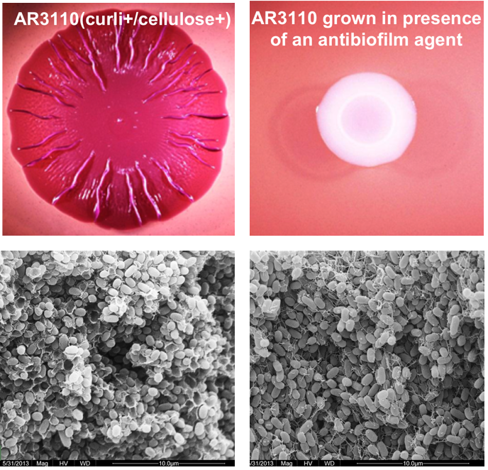 1.5 Antibiofilm compounds figure-2.png