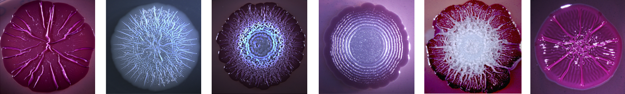 Six Macrocolonies