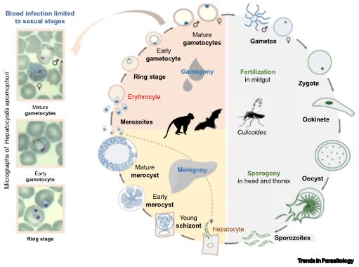 Lebenszyklus von Hepatocystis-Parasiten. Aus Ejotre et al. 2020.jpg