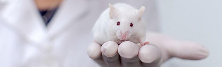 knockout_mouse