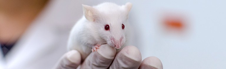 knockout_mouse2