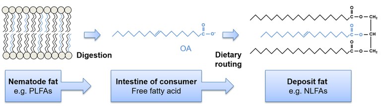 Dietary routing