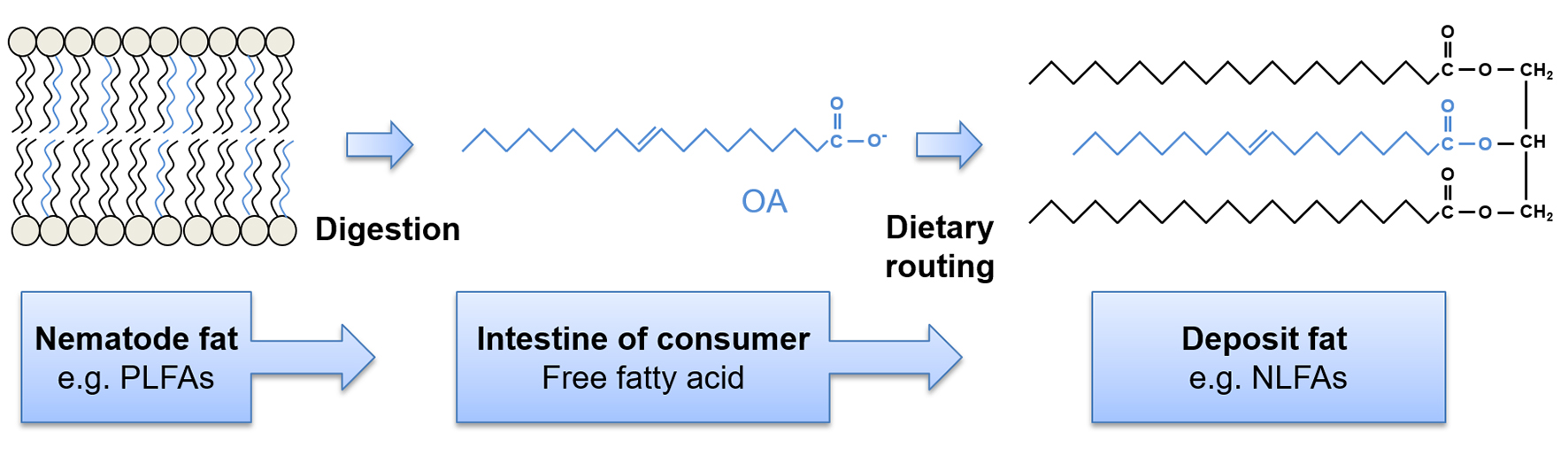 Dietary routing