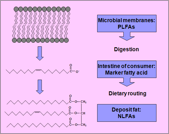 dietary routing